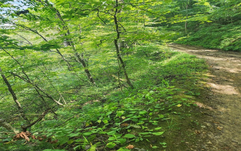 166 Brown Road, Wallace, West Virginia 26448-8547, ,Lots/land,For Sale,Brown,10161210