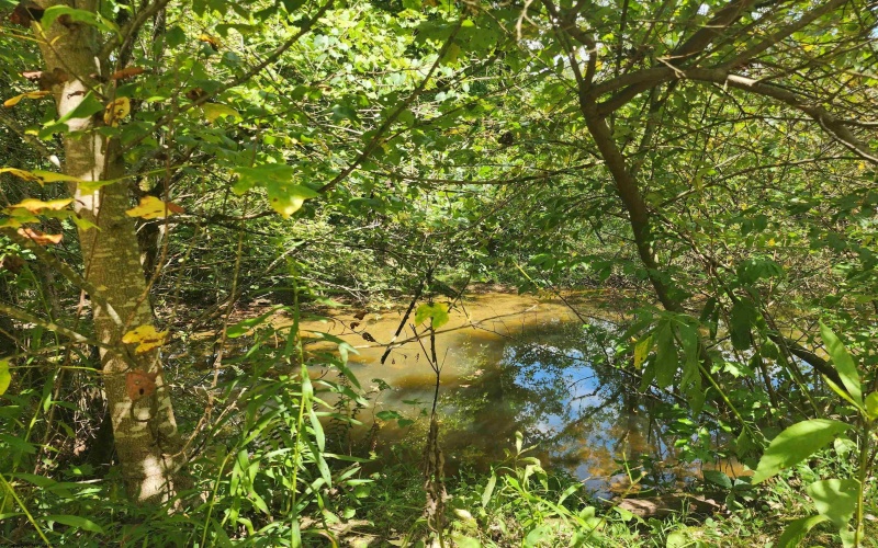 166 Brown Road, Wallace, West Virginia 26448-8547, ,Lots/land,For Sale,Brown,10161210
