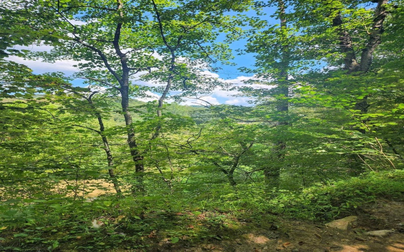 166 Brown Road, Wallace, West Virginia 26448-8547, ,Lots/land,For Sale,Brown,10161210