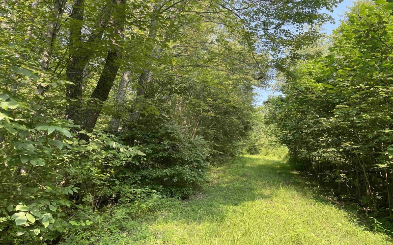 TBD Mount Clare Road, Mount Clare, West Virginia 26408, ,Lots/land,For Sale,Mount Clare,10161203