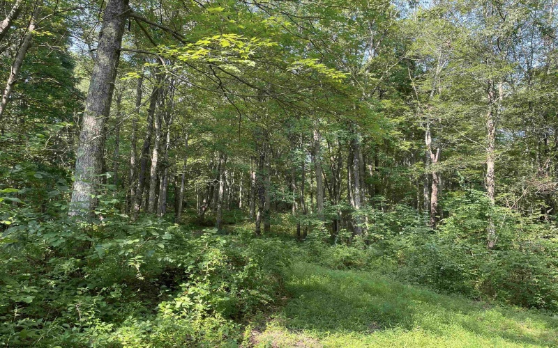 TBD Mount Clare Road, Mount Clare, West Virginia 26408, ,Lots/land,For Sale,Mount Clare,10161203