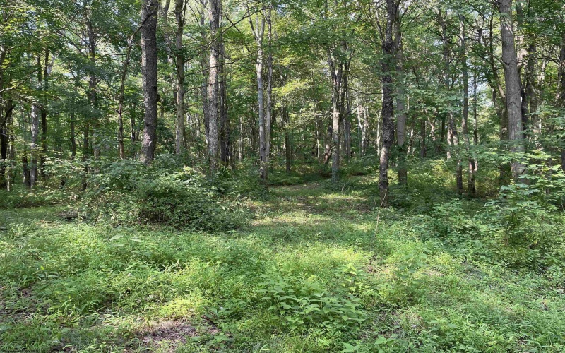 TBD Mount Clare Road, Mount Clare, West Virginia 26408, ,Lots/land,For Sale,Mount Clare,10161203