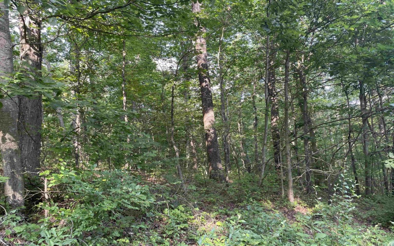 TBD Mount Clare Road, Mount Clare, West Virginia 26408, ,Lots/land,For Sale,Mount Clare,10161203