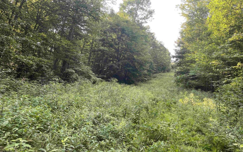 TBD Mount Clare Road, Mount Clare, West Virginia 26408, ,Lots/land,For Sale,Mount Clare,10161203