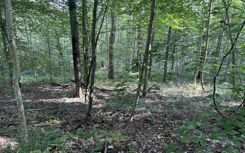 TBD Mount Clare Road, Mount Clare, West Virginia 26408, ,Lots/land,For Sale,Mount Clare,10161203