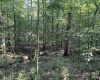 TBD Mount Clare Road, Mount Clare, West Virginia 26408, ,Lots/land,For Sale,Mount Clare,10161203