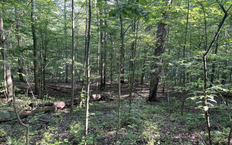 TBD Mount Clare Road, Mount Clare, West Virginia 26408, ,Lots/land,For Sale,Mount Clare,10161203
