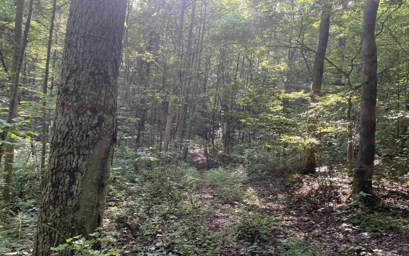 TBD Mount Clare Road, Mount Clare, West Virginia 26408, ,Lots/land,For Sale,Mount Clare,10161203