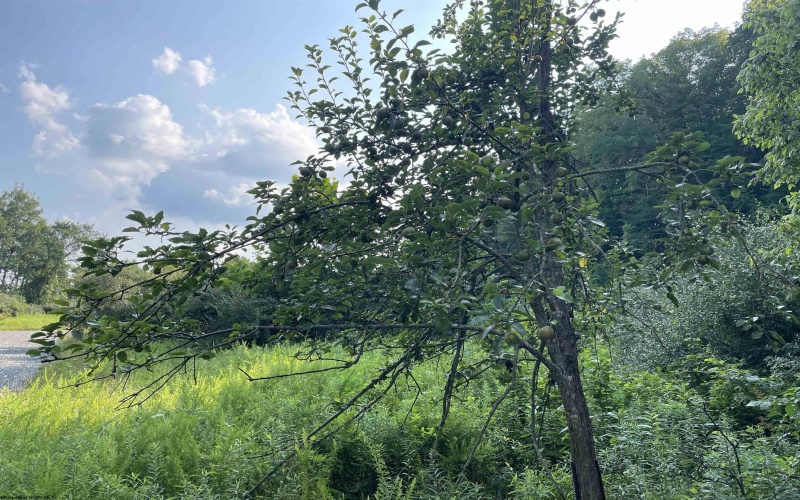 TBD Mount Clare Road, Mount Clare, West Virginia 26408, ,Lots/land,For Sale,Mount Clare,10161203