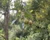 TBD Mount Clare Road, Mount Clare, West Virginia 26408, ,Lots/land,For Sale,Mount Clare,10161203