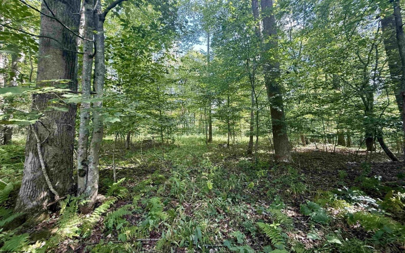 883 Slab Camp Road, French Creek, West Virginia 26218, 2 Bedrooms Bedrooms, 6 Rooms Rooms,1 BathroomBathrooms,Single Family Detached,For Sale,Slab Camp,10161193