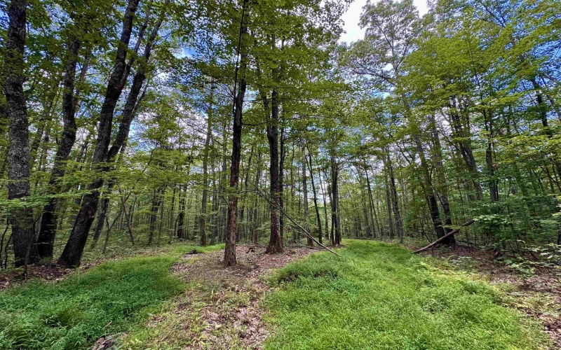 Tract 1 Teter Creek Road, Montrose, West Virginia 26283, ,Lots/land,For Sale,Teter Creek,10161229