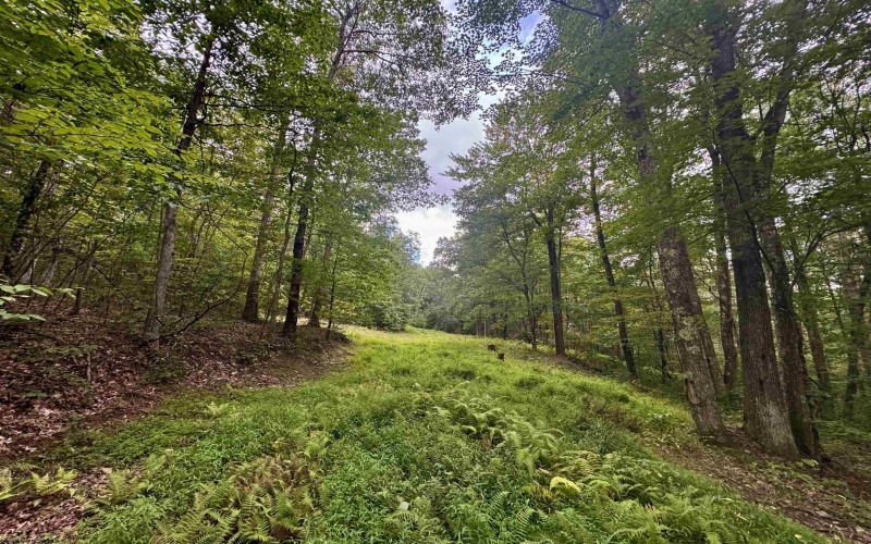 Tract 1 Teter Creek Road, Montrose, West Virginia 26283, ,Lots/land,For Sale,Teter Creek,10161229