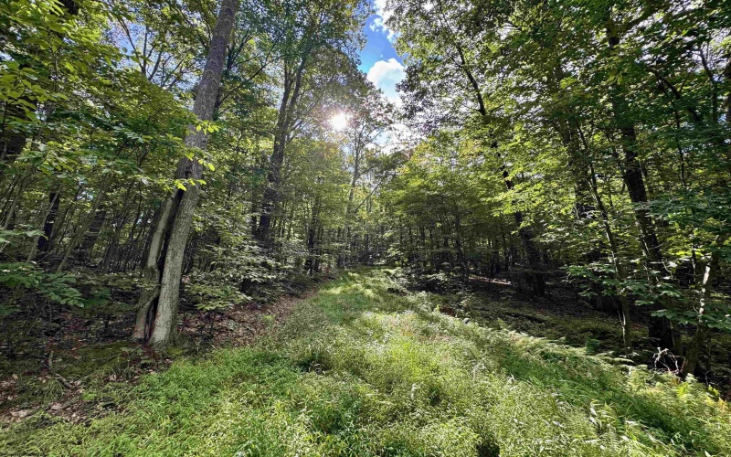 Tract 1 Teter Creek Road, Montrose, West Virginia 26283, ,Lots/land,For Sale,Teter Creek,10161229