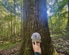 Tract 1 Teter Creek Road, Montrose, West Virginia 26283, ,Lots/land,For Sale,Teter Creek,10161229