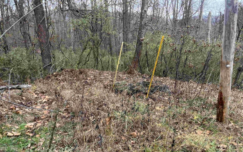1154 Brady Gate Road, Monterville, West Virginia 26282, ,Lots/land,For Sale,Brady Gate,10161227