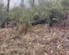 1154 Brady Gate Road, Monterville, West Virginia 26282, ,Lots/land,For Sale,Brady Gate,10161227