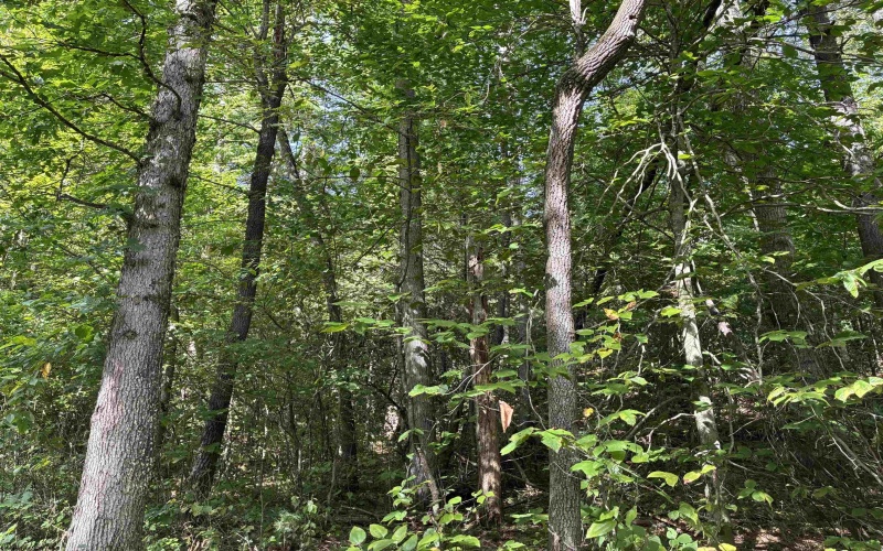 TBD Joe Gibson Road, Newburg, West Virginia 26542, ,Lots/land,For Sale,Joe Gibson,10161257
