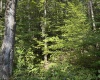 TBD Joe Gibson Road, Newburg, West Virginia 26542, ,Lots/land,For Sale,Joe Gibson,10161257