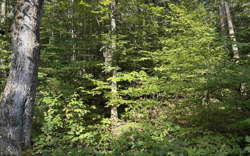 TBD Joe Gibson Road, Newburg, West Virginia 26542, ,Lots/land,For Sale,Joe Gibson,10161257
