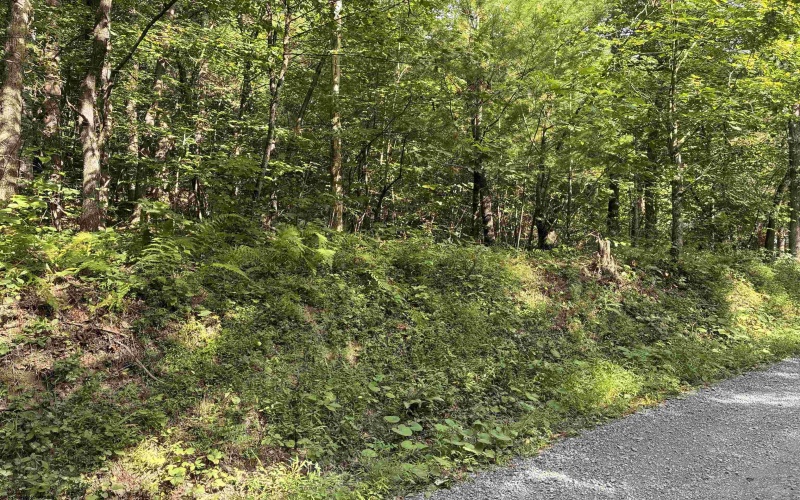 TBD Joe Gibson Road, Newburg, West Virginia 26542, ,Lots/land,For Sale,Joe Gibson,10161257
