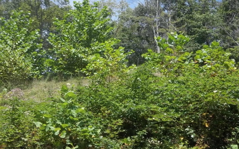 Lot 28 Woodland Drive, Beverly, West Virginia 26253, ,Lots/land,For Sale,Woodland,10161240