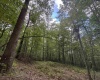 Tract 2 Teter Creek Road, Montrose, West Virginia 26283, ,Lots/land,For Sale,Teter Creek,10161253