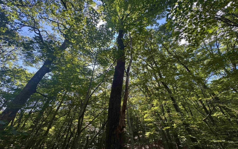 Tract 2 Teter Creek Road, Montrose, West Virginia 26283, ,Lots/land,For Sale,Teter Creek,10161253