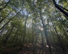 Tract 2 Teter Creek Road, Montrose, West Virginia 26283, ,Lots/land,For Sale,Teter Creek,10161253