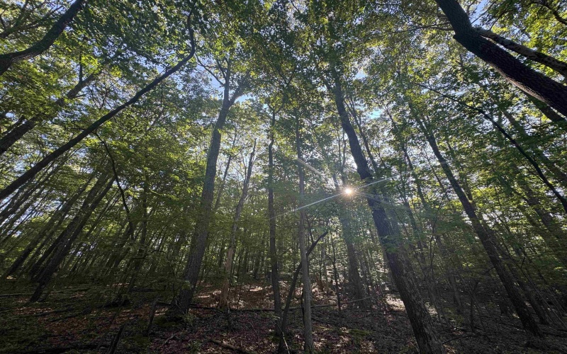 Tract 2 Teter Creek Road, Montrose, West Virginia 26283, ,Lots/land,For Sale,Teter Creek,10161253