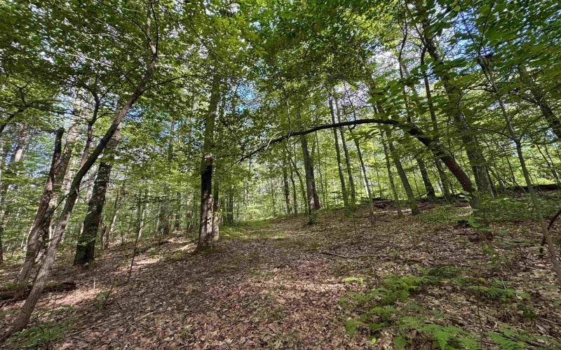 Tract 2 Teter Creek Road, Montrose, West Virginia 26283, ,Lots/land,For Sale,Teter Creek,10161253