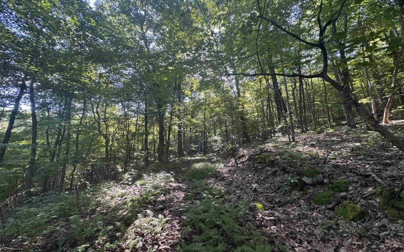Tract 2 Teter Creek Road, Montrose, West Virginia 26283, ,Lots/land,For Sale,Teter Creek,10161253