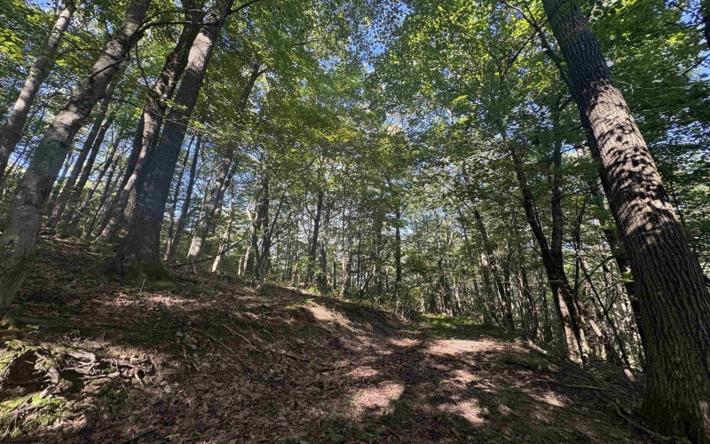 Tract 2 Teter Creek Road, Montrose, West Virginia 26283, ,Lots/land,For Sale,Teter Creek,10161253