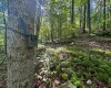 Tract 2 Teter Creek Road, Montrose, West Virginia 26283, ,Lots/land,For Sale,Teter Creek,10161253