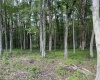 0 Sago Road, French Creek, West Virginia 26218, ,Lots/land,For Sale,Sago,10161294