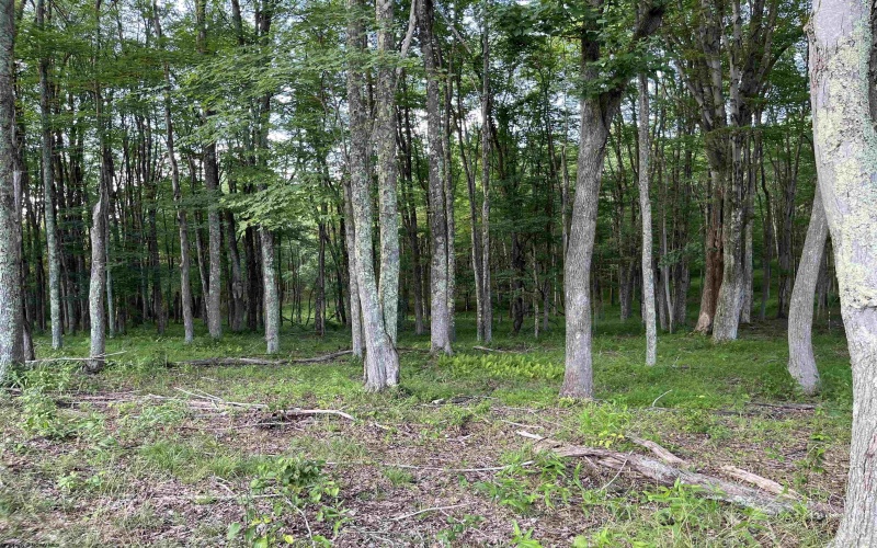 0 Sago Road, French Creek, West Virginia 26218, ,Lots/land,For Sale,Sago,10161294