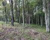 0 Sago Road, French Creek, West Virginia 26218, ,Lots/land,For Sale,Sago,10161294