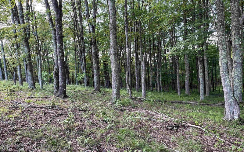 0 Sago Road, French Creek, West Virginia 26218, ,Lots/land,For Sale,Sago,10161294