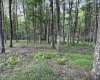 0 Sago Road, French Creek, West Virginia 26218, ,Lots/land,For Sale,Sago,10161294
