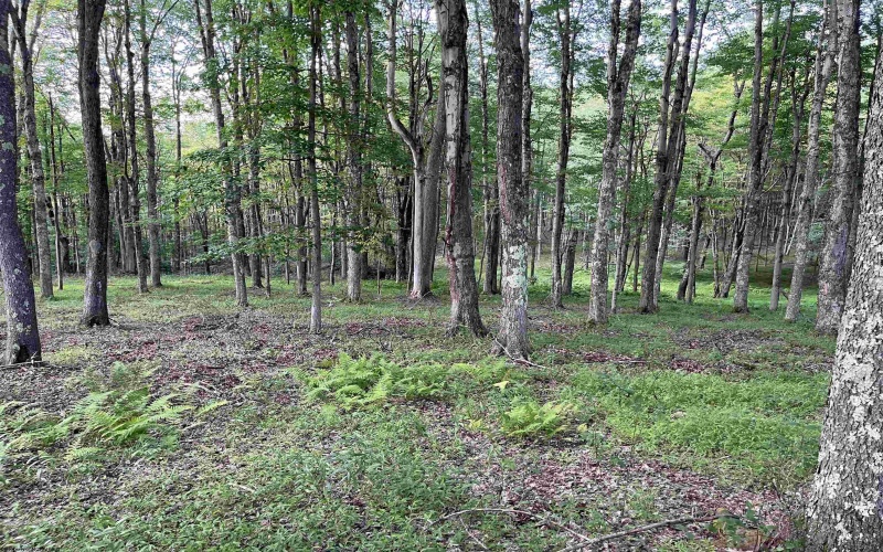0 Sago Road, French Creek, West Virginia 26218, ,Lots/land,For Sale,Sago,10161294