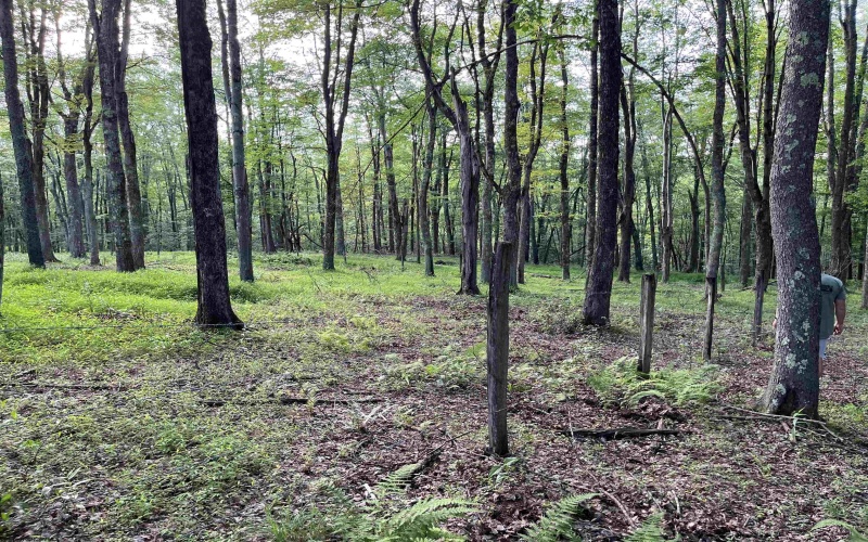 0 Sago Road, French Creek, West Virginia 26218, ,Lots/land,For Sale,Sago,10161294