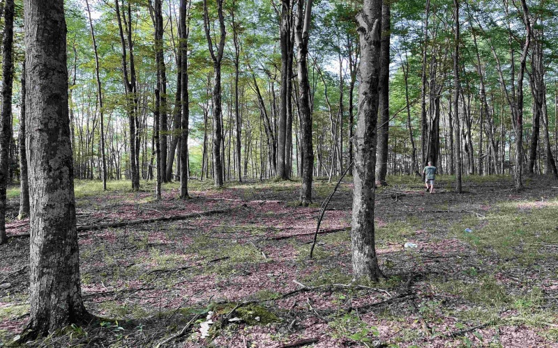 0 Sago Road, French Creek, West Virginia 26218, ,Lots/land,For Sale,Sago,10161294