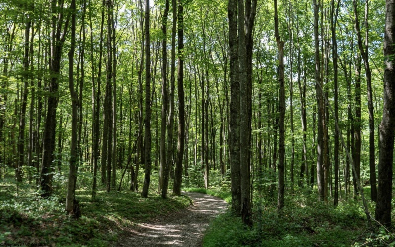 180 Thorpe Mountain Lane, Tallmansville, West Virginia 26237, ,Lots/land,For Sale,Thorpe Mountain,10161287