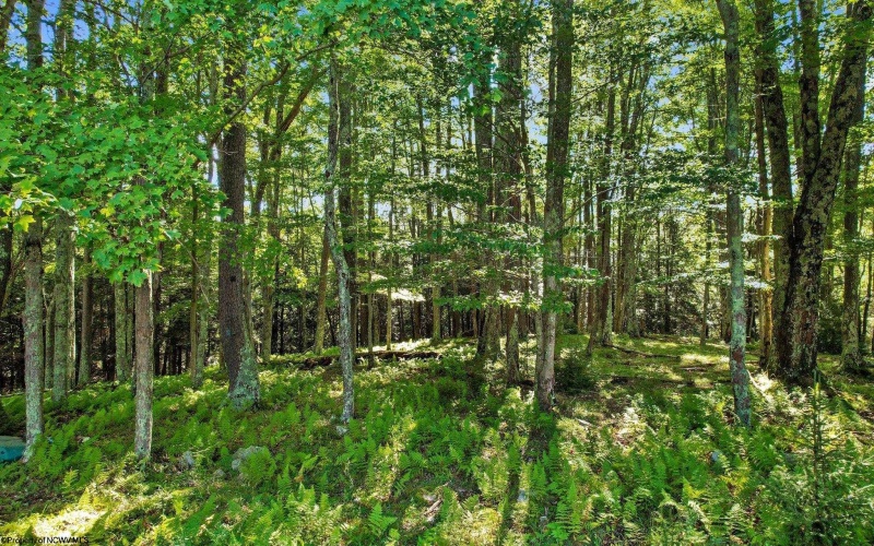 1303 Sinks Road, Harman, West Virginia 26270, ,Lots/land,For Sale,Sinks,10145750
