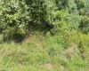 TBD Henderson Avenue, Clarksburg, West Virginia 26301, ,Lots/land,For Sale,Henderson,10161328