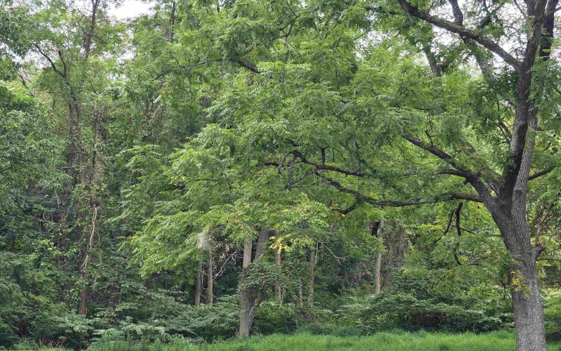 TBD Junkins Avenue, Clarksburg, West Virginia 26301, ,Lots/land,For Sale,Junkins,10161379