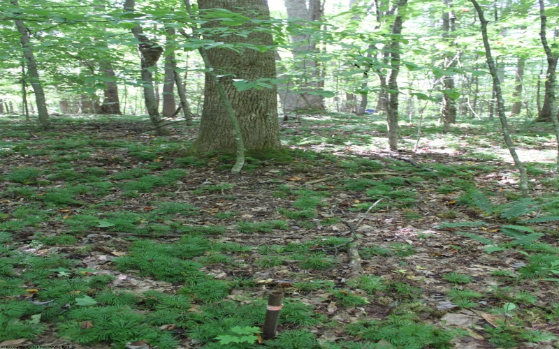 215 Holbrook Hollow Road, Cowen, West Virginia 26206, ,Lots/land,For Sale,Holbrook Hollow,10161422