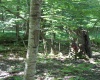 215 Holbrook Hollow Road, Cowen, West Virginia 26206, ,Lots/land,For Sale,Holbrook Hollow,10161422