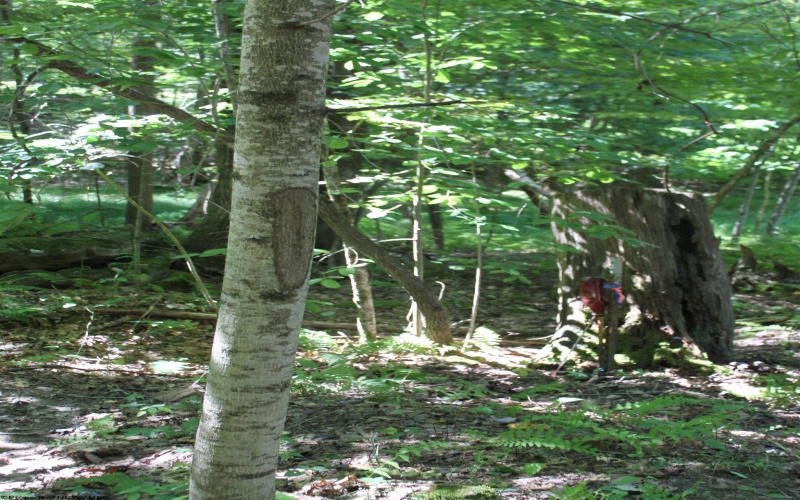 215 Holbrook Hollow Road, Cowen, West Virginia 26206, ,Lots/land,For Sale,Holbrook Hollow,10161422