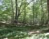 215 Holbrook Hollow Road, Cowen, West Virginia 26206, ,Lots/land,For Sale,Holbrook Hollow,10161422
